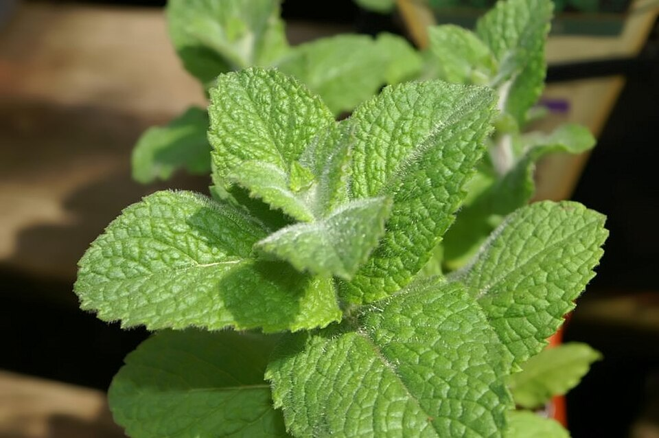 Apple Mint