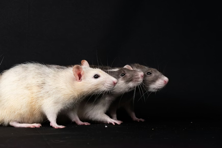 Group of rats.