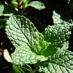 Spearmint