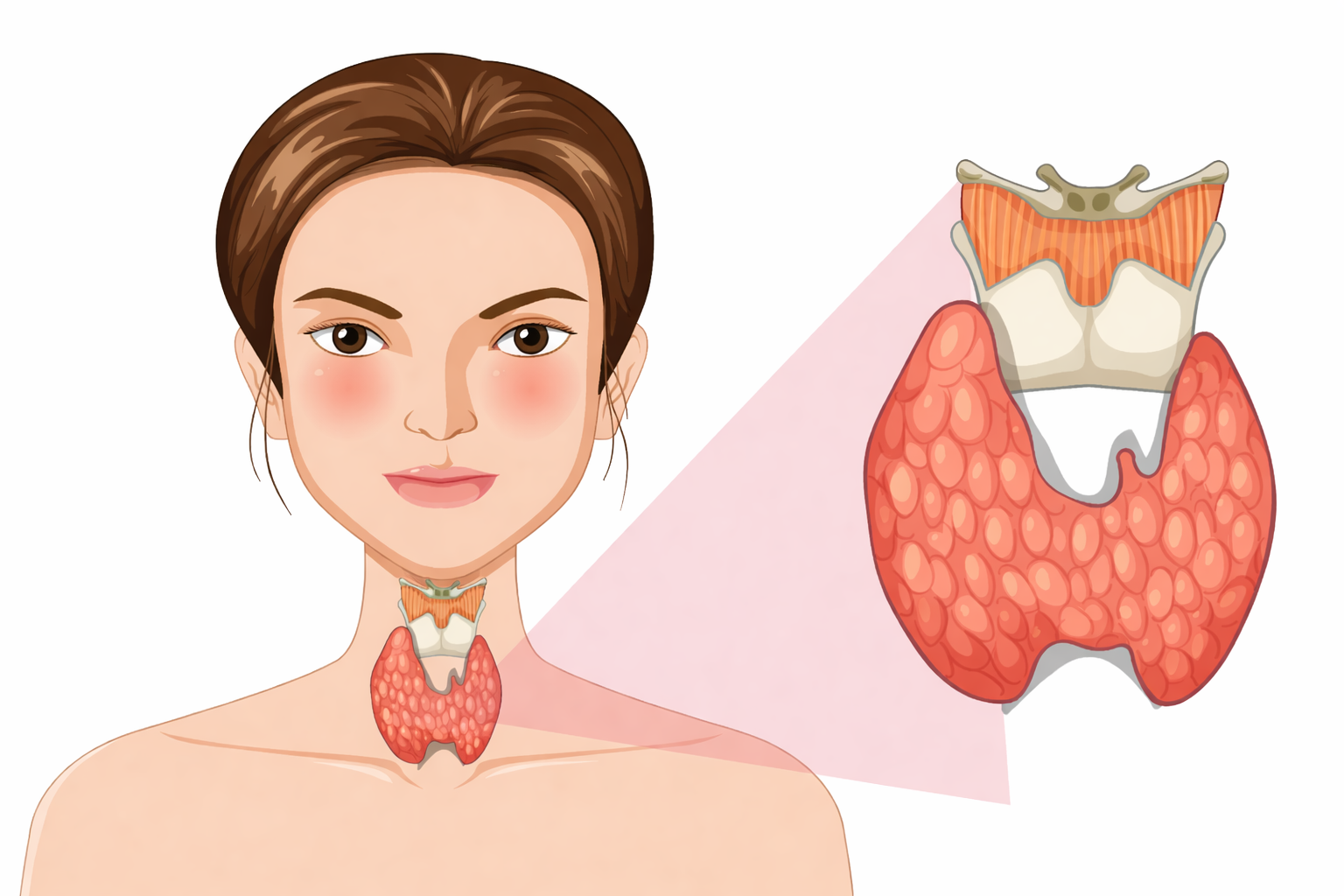A illustrated representation of the thyroid gland.