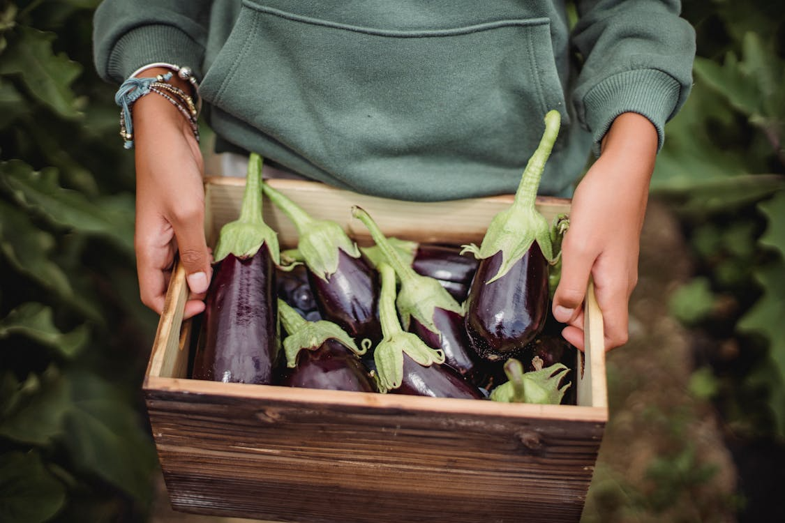 Tray of brinjal/eggplant