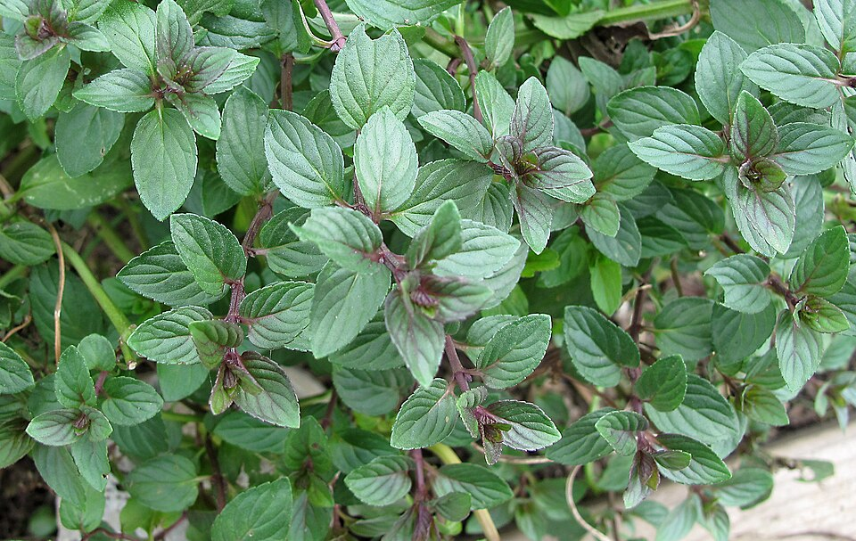 Chocolate Mint
