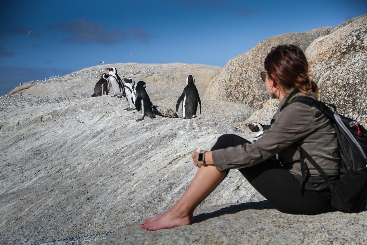 A traveller watching penguins in Cape Town.